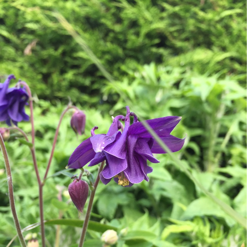 Columbine