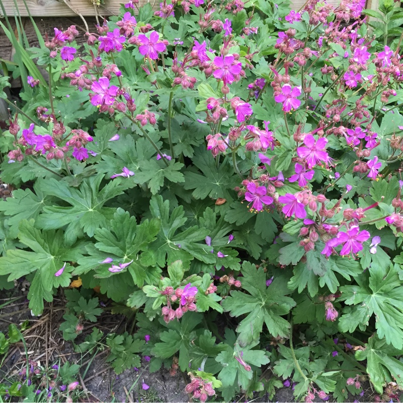 Bigroot Cranesbill 'Bevan's Variety'