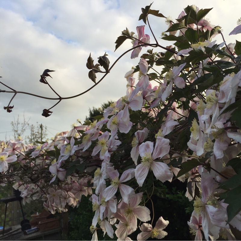 Clematis 'Rubens'