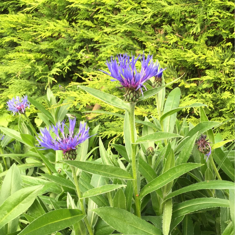 Perennial Cornflower