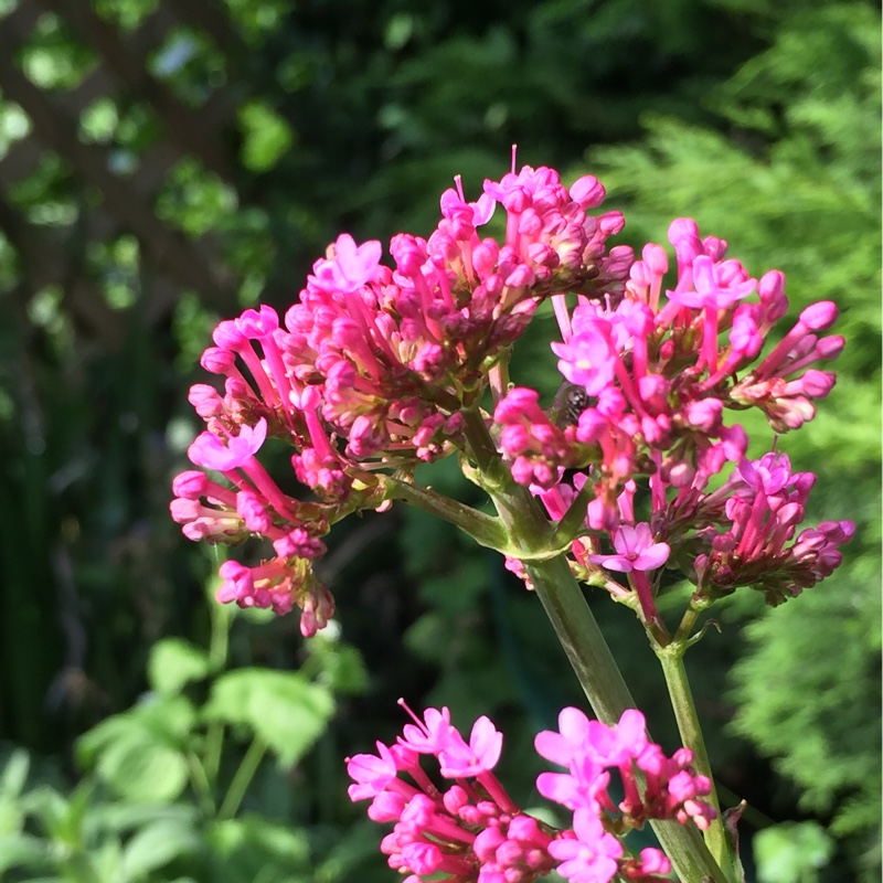 Red Valerian