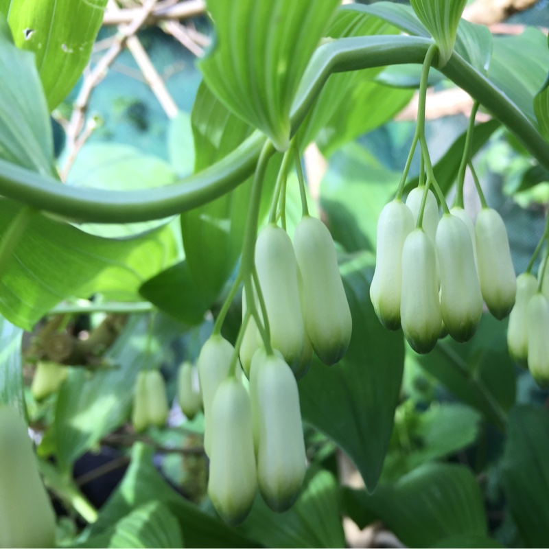 Solomon's seal