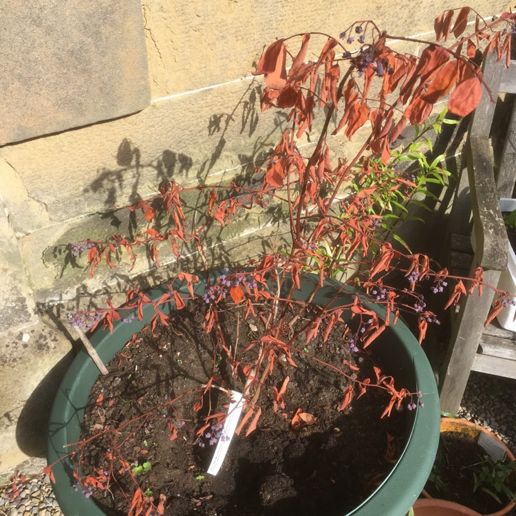 Plant image Vaccinium corymbosum 'Blue Jay'