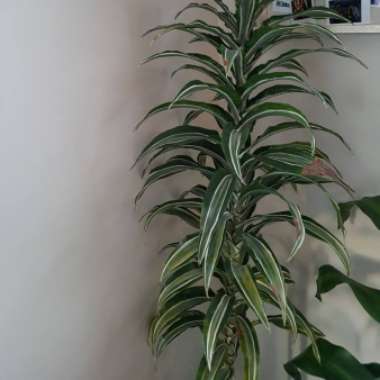 Dracaena