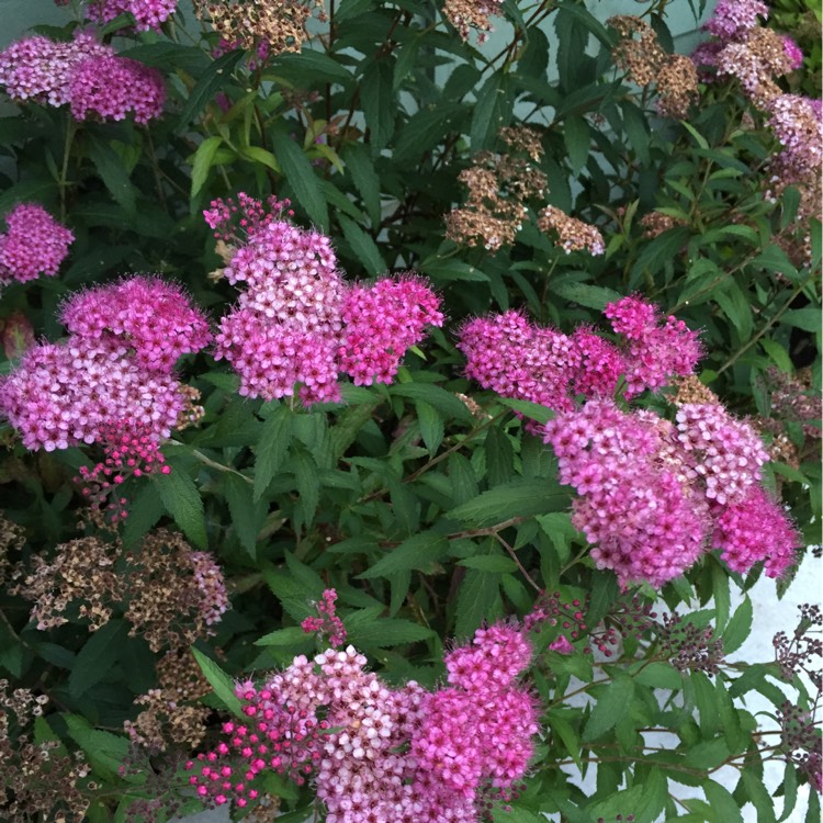 Plant image Spiraea japonica 'Anthony Waterer'