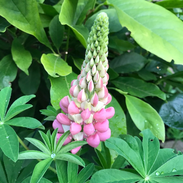 Plant image Lupinus 'Tutti Frutti'