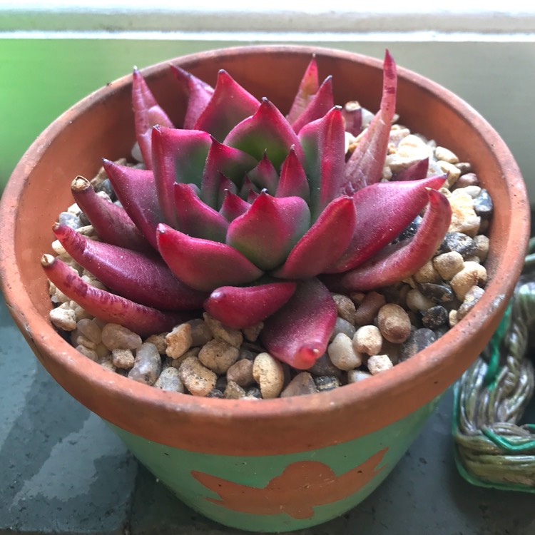 Plant image Echeveria Agavoides Frank Reinelt