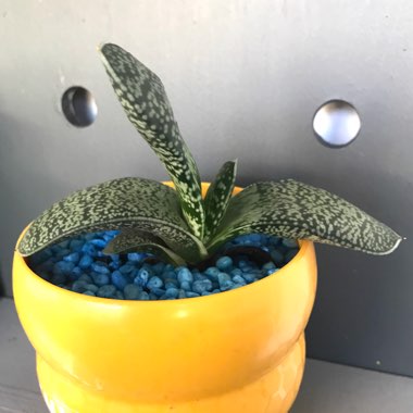 Ricksta's plant