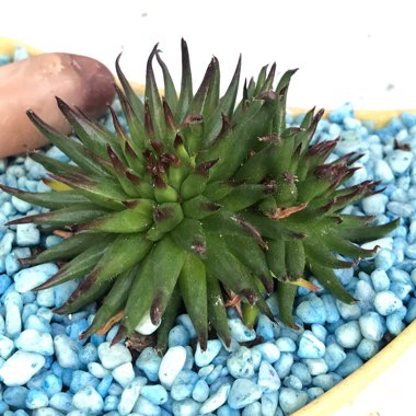 Sempervivum 'Pittoni'