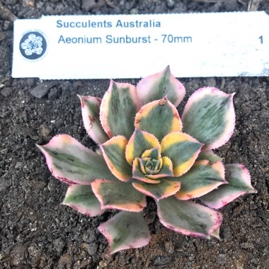 Aeonium 'Sunburst'