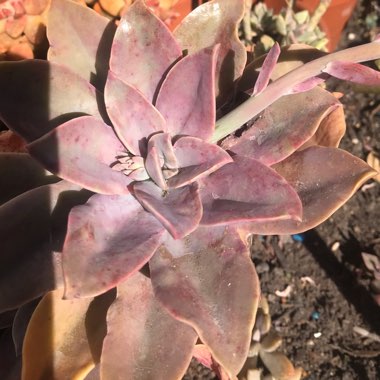 Graptoveria 'Fred Ives'