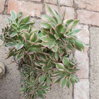 Aeonium Sunburst cristata