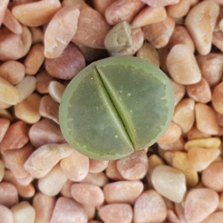 Plant image Lithops Hookeri var. Elephina