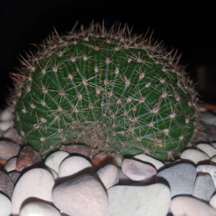 Plant image Echinopsis  syn. Lobiviopsis