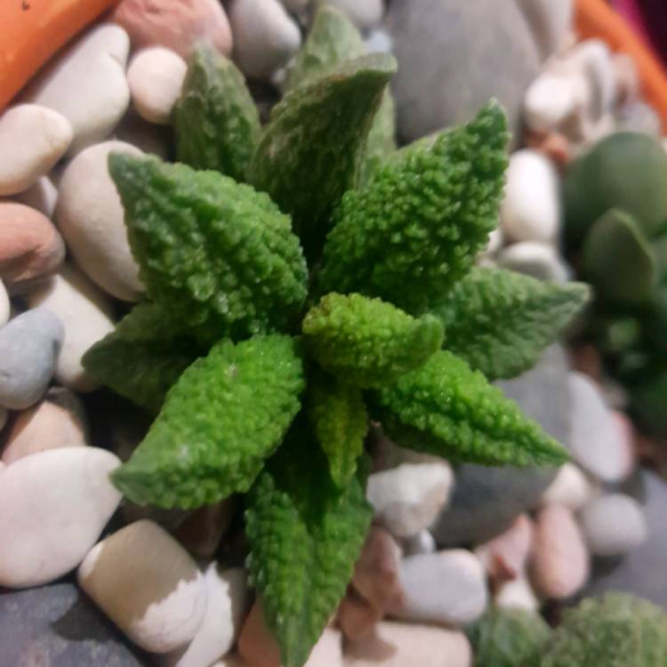 Plant image Adromischus marianae v. herrei