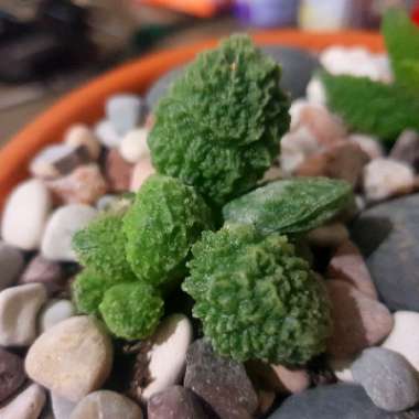 Adromischus marianae v. herrei