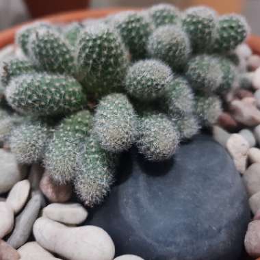 Rebutia fabrisii