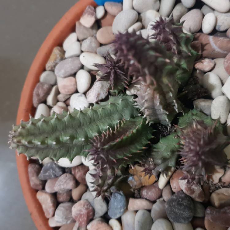 Plant image Huernia pillansii