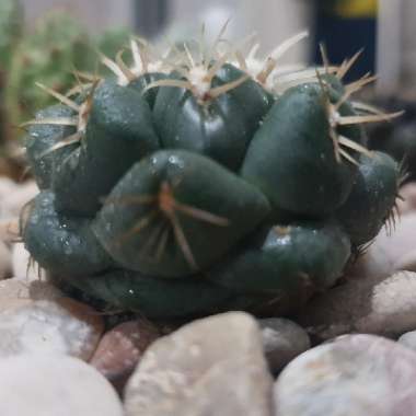 Coryphantha elephantidens