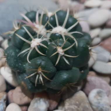 Coryphantha elephantidens