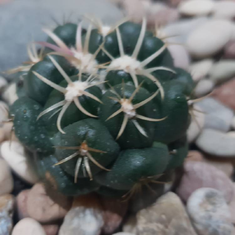 Plant image Coryphantha elephantidens