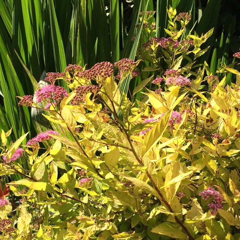 Plant image Spiraea japonica 'Golden Princess'