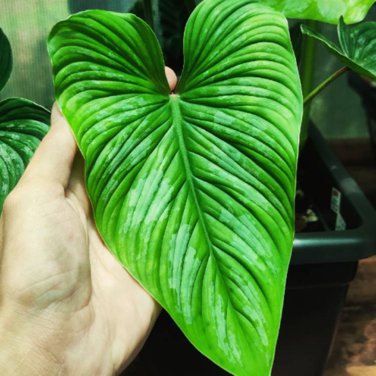 Plant image Philodendron mamei