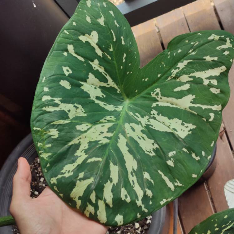 Plant image Alocasia 'Hilo Beauty'