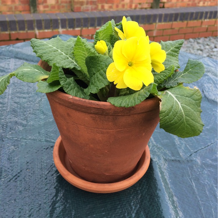 Plant image Primula Polyantha 'Fire dragon'