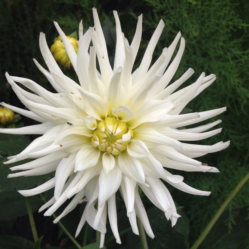 Dahlia 'All Triumph' (Semi-cactus)