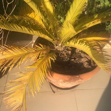 Cycad