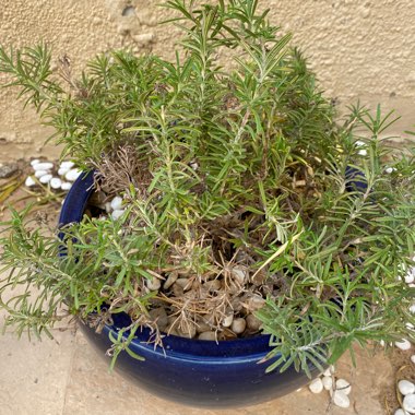 Rosemary