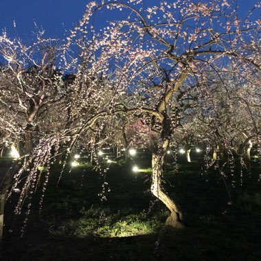 Prunus Mume Beni-Chidori