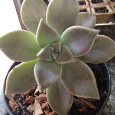 Graptopetalum Paraguayense subsp. Paraguayense