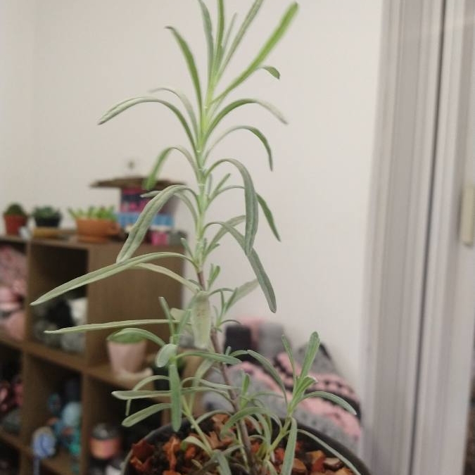 Plant image Lavandula x intermedia 'Silver Edge'