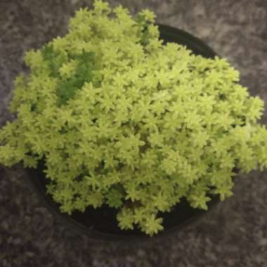 Sedum japonicum 'Tokyo Sun'