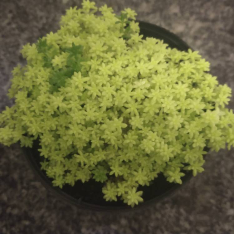 Plant image Sedum japonicum 'Tokyo Sun'