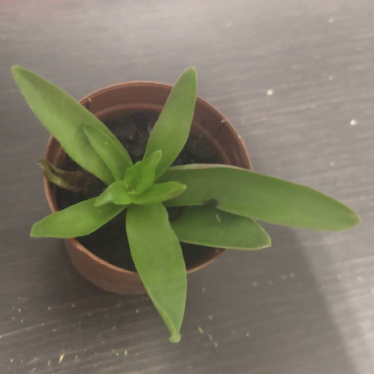 Plant image Carpobrotus edulis