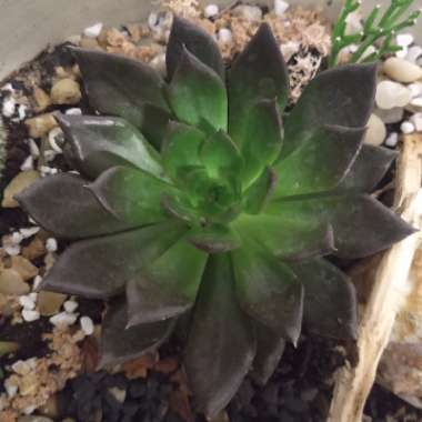 Echeveria Black Prince