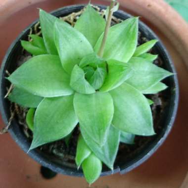 Haworthia Cymbiformis