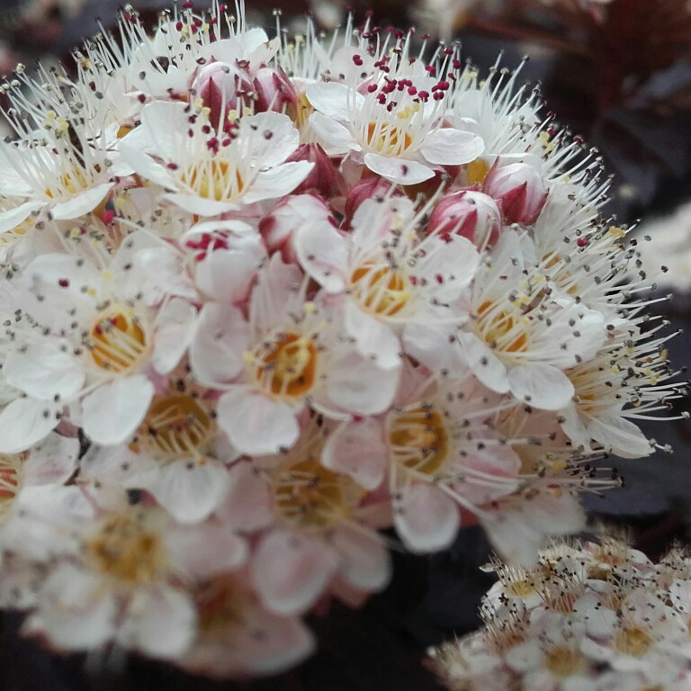 Plant image Physocarpus opulifolius 'Seward' syn. Physocarpus opulifolius 'Summer Wine'