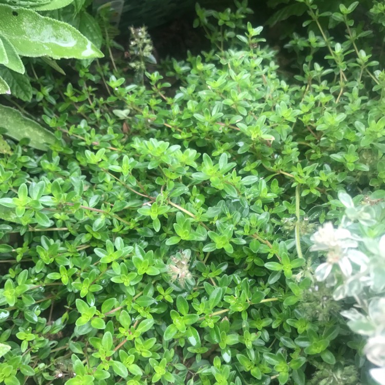 Plant image Thymus Citriodorus 'Prostrate'