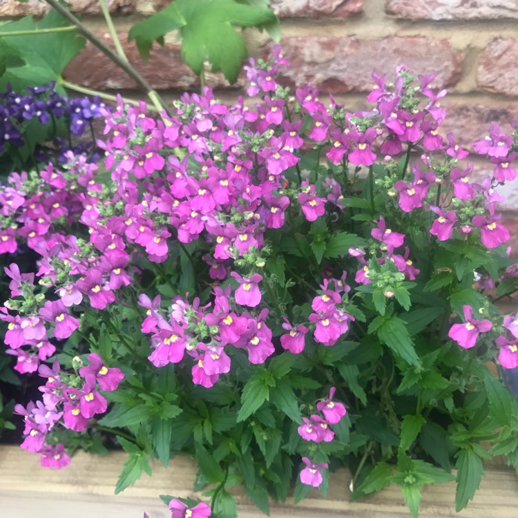 Plant image Nemesia fruticans 'Poetry™ Deep Pink'