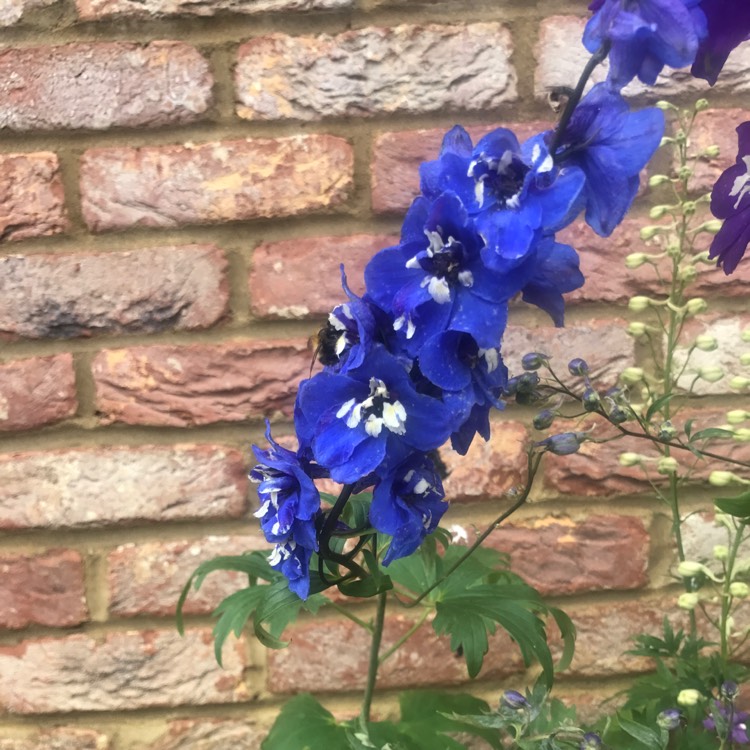 Plant image Delphinium 'Blue Bird' (Pacific Hybrid)