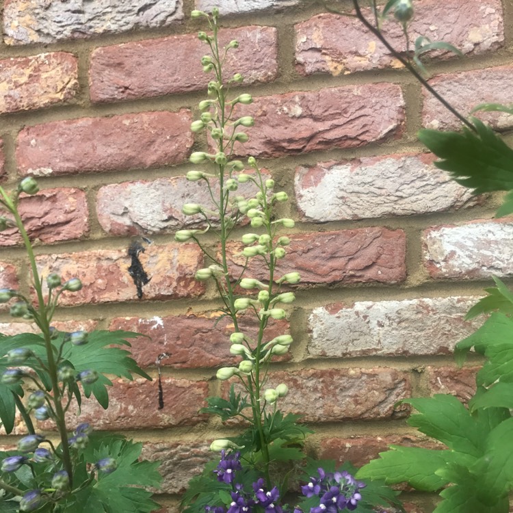 Plant image Delphinium 'Galahad'