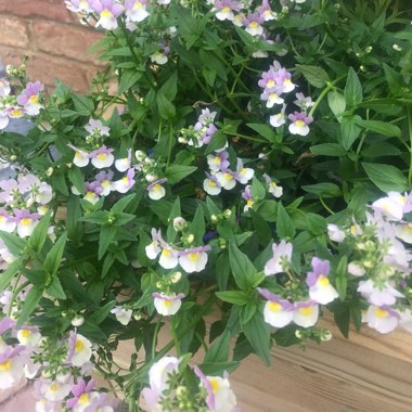 Nemesia 'Easter Bonnet'