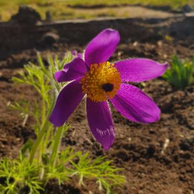 Pulsatilla vulgaris