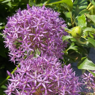 Allium 'Gladiator'