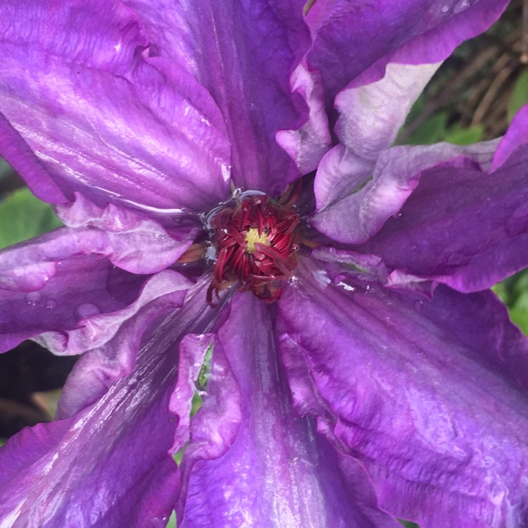 Plant image Clematis 'Diamantina'™ evipo039