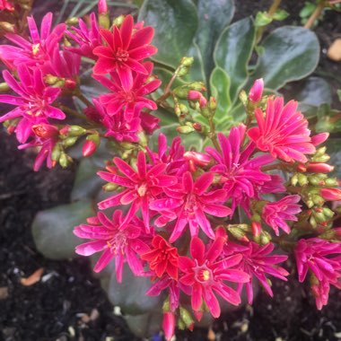 Lewisia 'Little Plum' (Little Series)